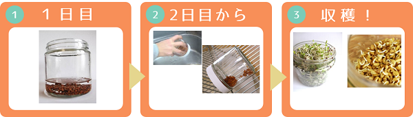 ジャー栽培のブロッコリースプラウト