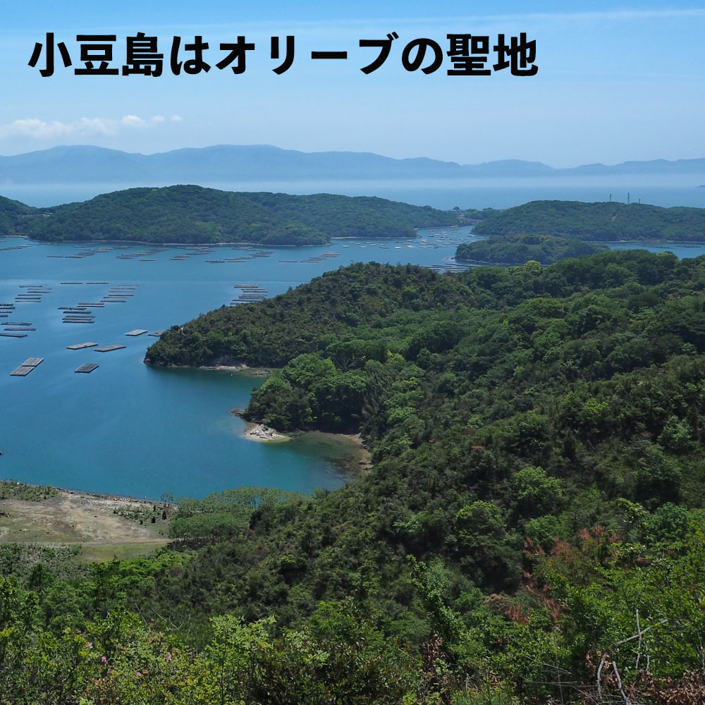 小豆島はオリーブの聖地