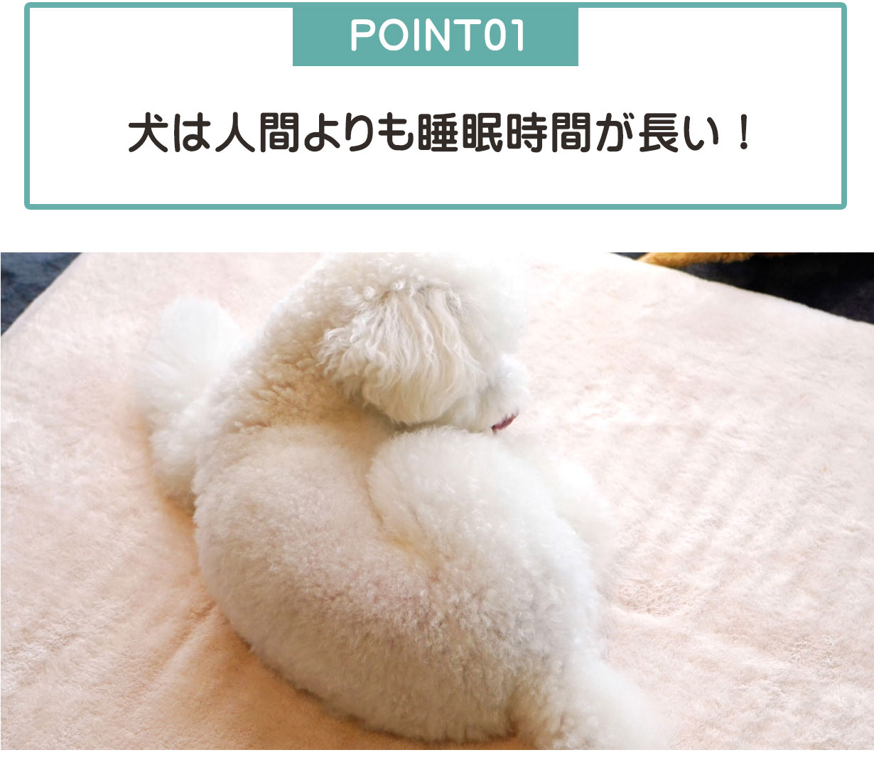 ポイント